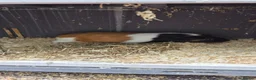 Guinea Pig rodents for sale: 3 guinea pigs to good homes  in Sheerness - Advert 3