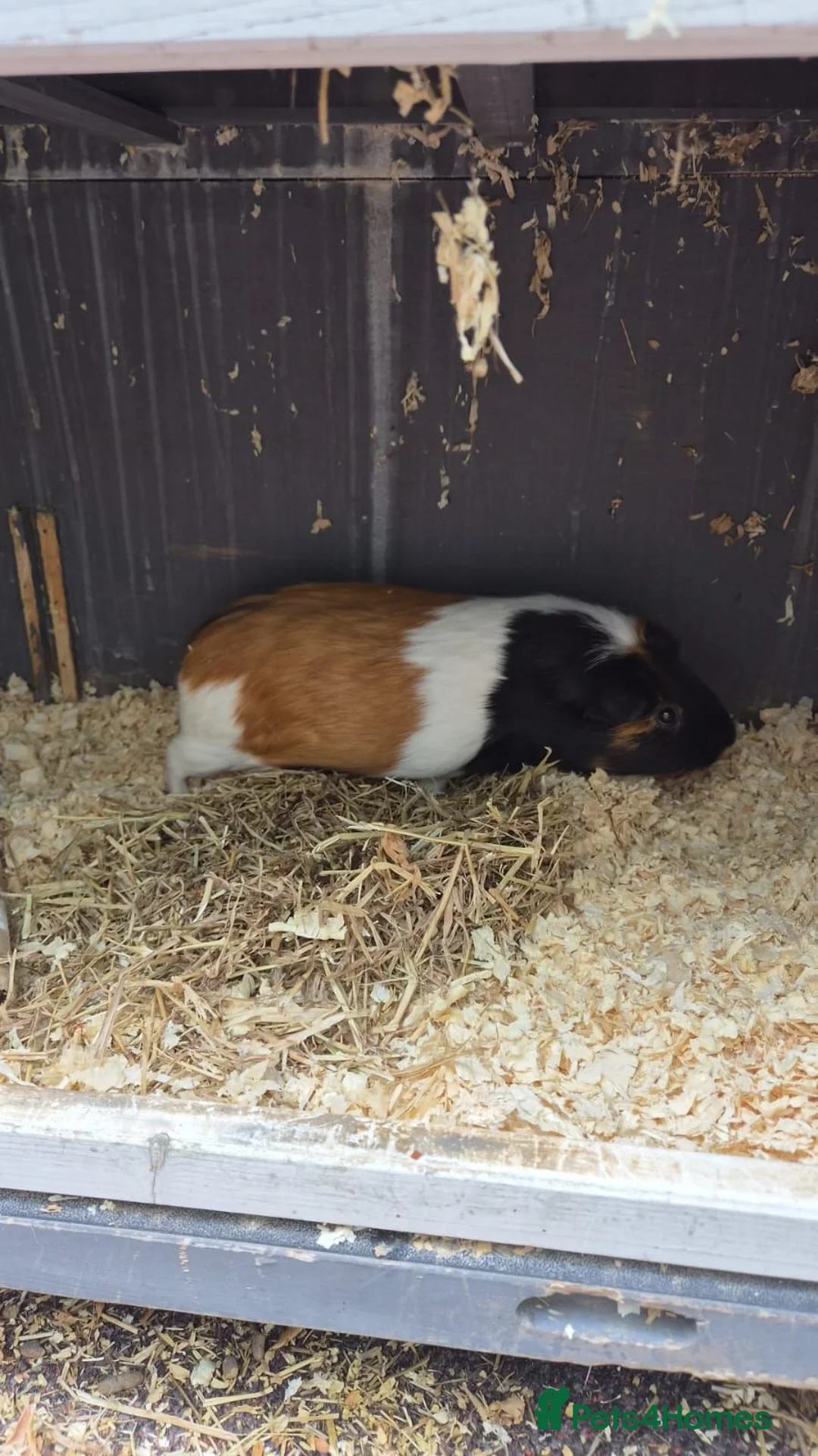 Guinea Pig rodents for sale: 3 guinea pigs to good homes  in Sheerness - Advert 3