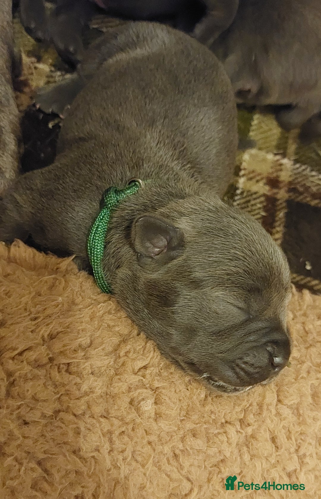 Staffordshire Bull Terrier dogs for sale: 💙KC Staffordshire Bull Terrier puppies 💙 - Advert 27