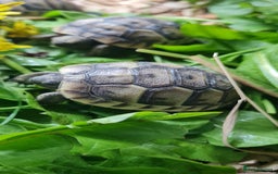 Tortoise reptiles for sale: Beautiful Baby Spur Thigh Tortoises  - Image 7