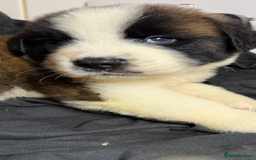 Saint Bernard dogs for sale: Saint Bernard puppies  - Image 17