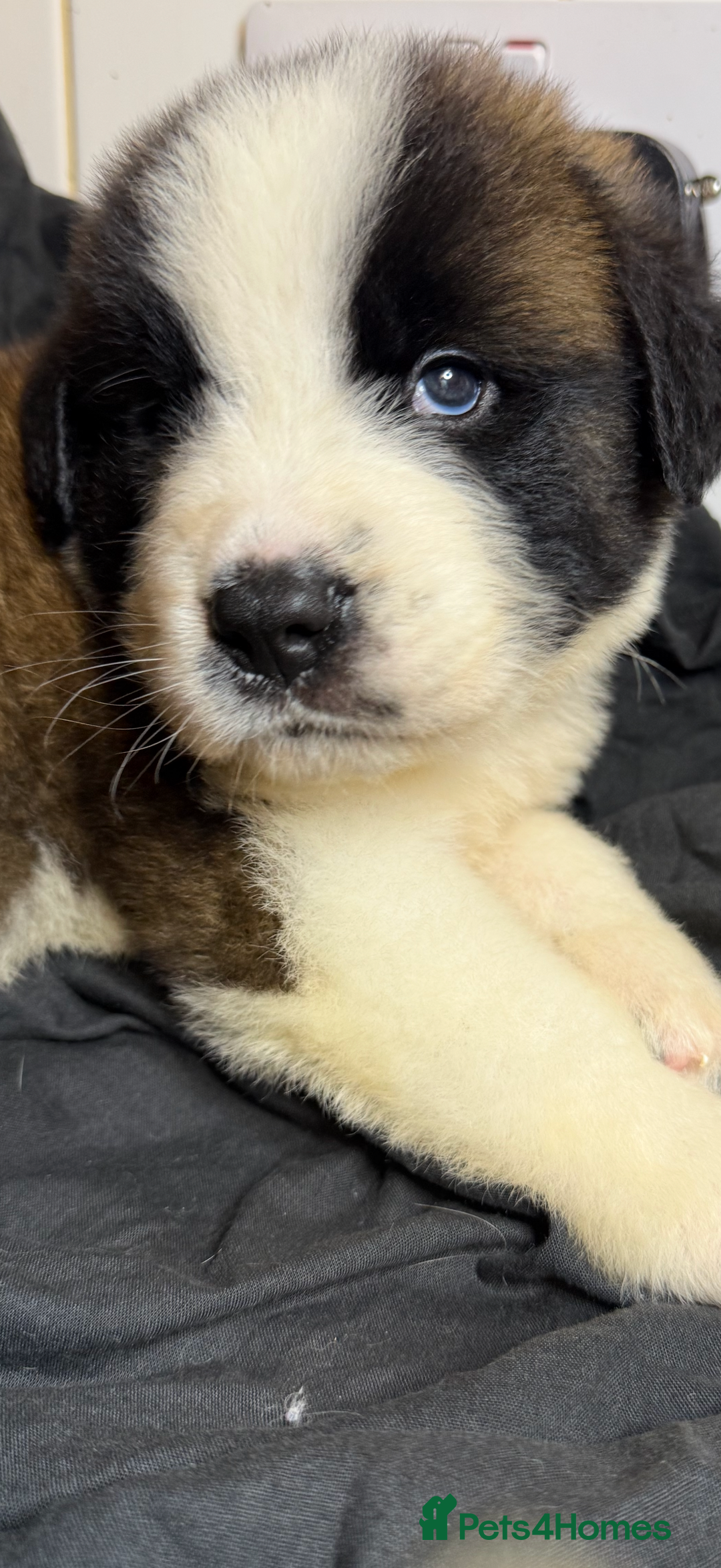 Saint Bernard dogs for sale: Saint Bernard puppies  - Image 17