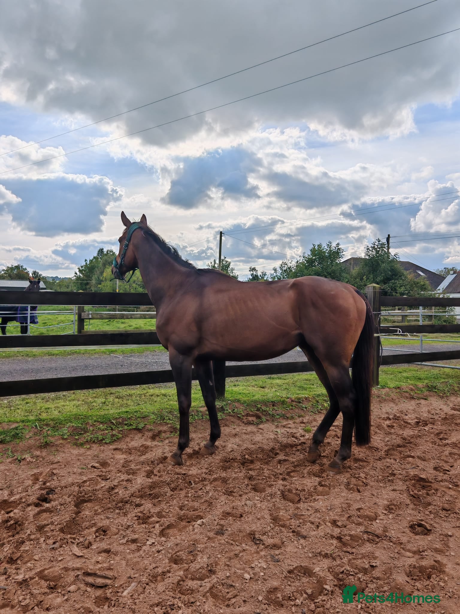 Irish Thoroughbred horses Archie - Advert 2