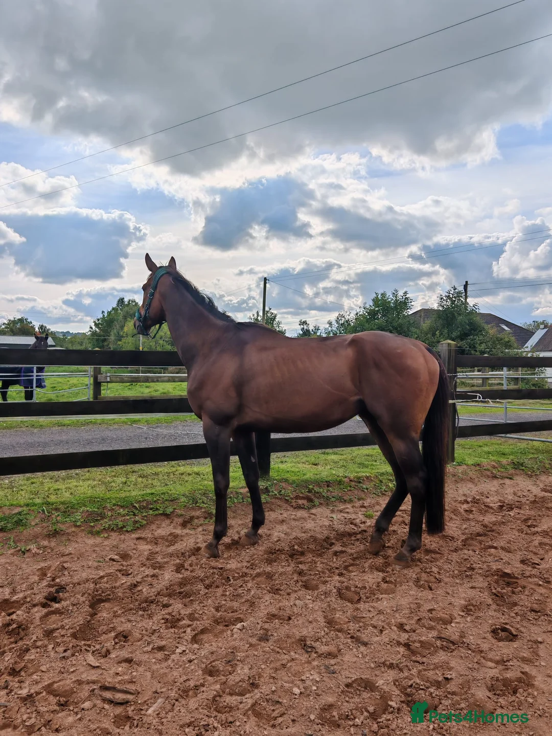 Irish Thoroughbred horses for sale: Archie in Antrim - Advert 1