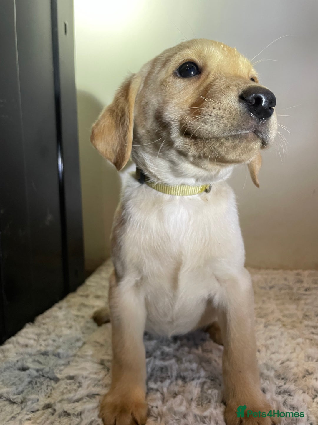 Labrador Retriever dogs for sale: Reduced to 1200 Ready to go now   - Advert 30