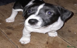 Jack Russell dogs for sale: Male jack russells  - Image 1