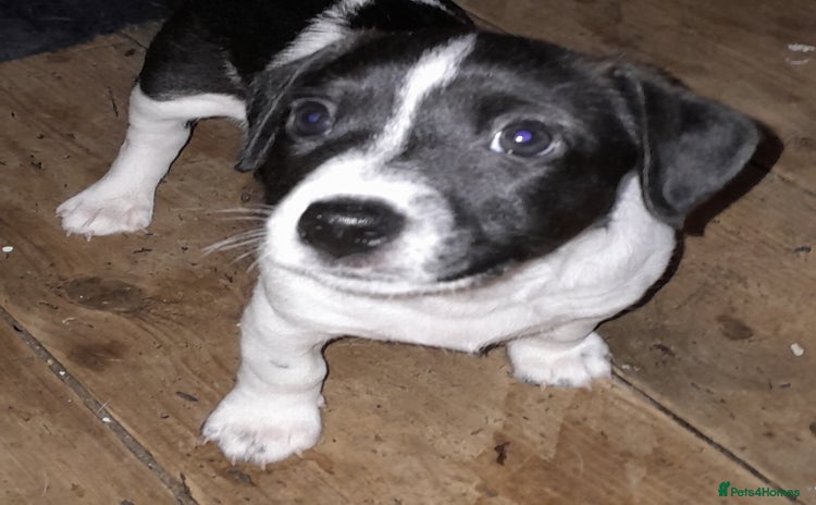 Jack Russell dogs - Advert 1