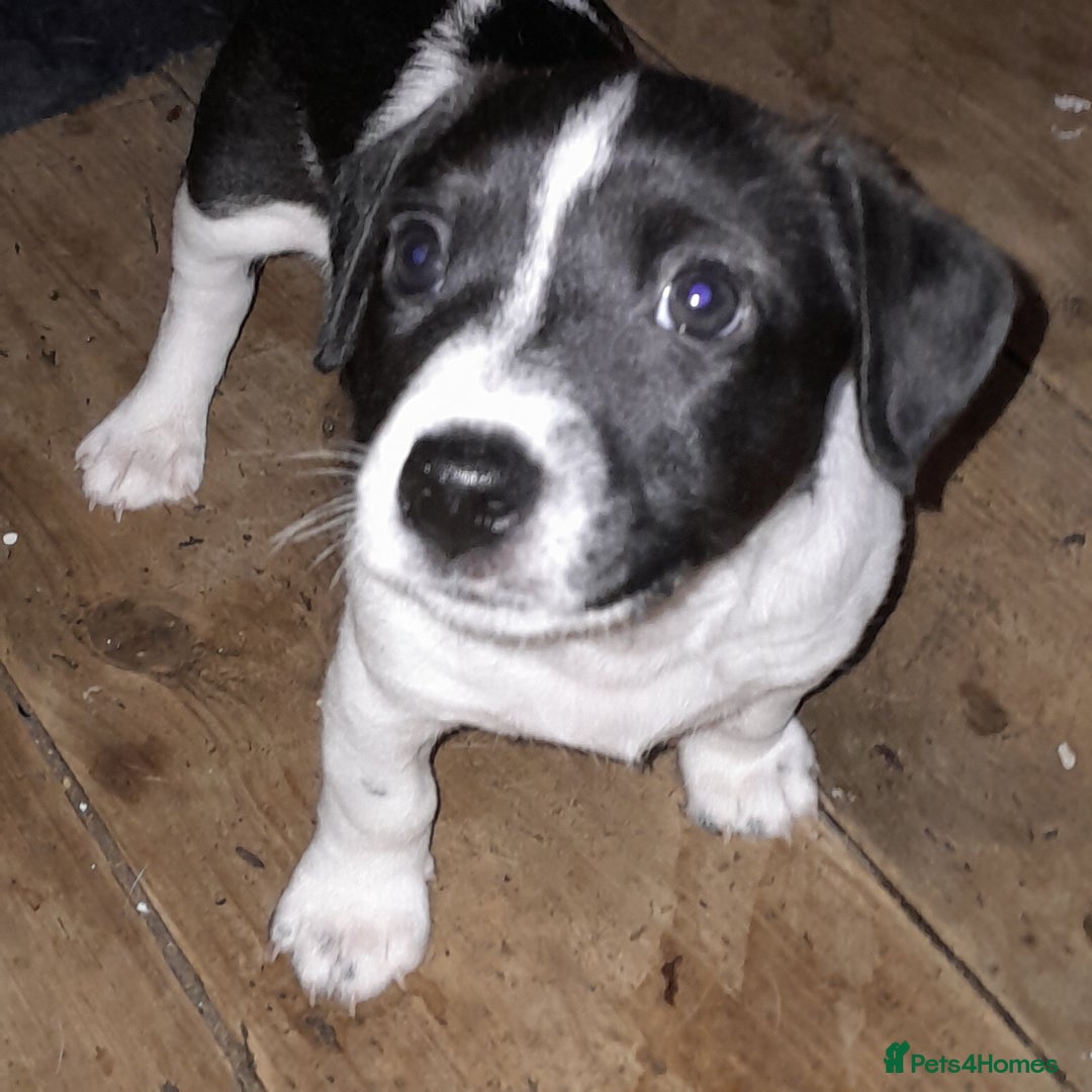 Jack Russell dogs for sale: Male jack russells  - Image 1