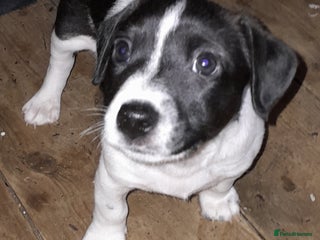 Jack Russell dogs - Advert 3