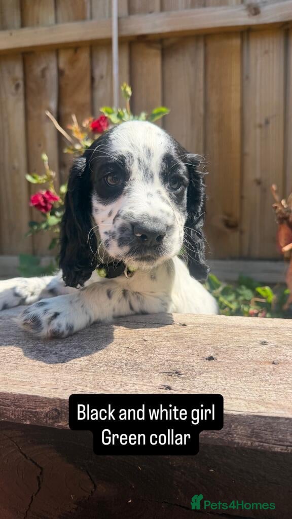 English Springer Spaniel dogs Beautiful litter springer spaniels - Advert 2