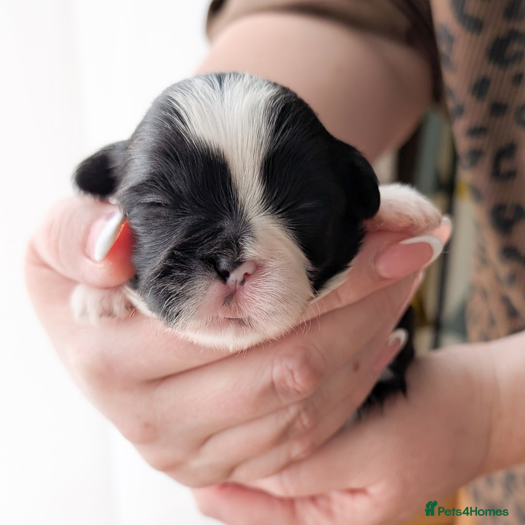 Shih Tzu dogs for sale: KC reg puppies LAST GIRL LEFT  - Advert 6