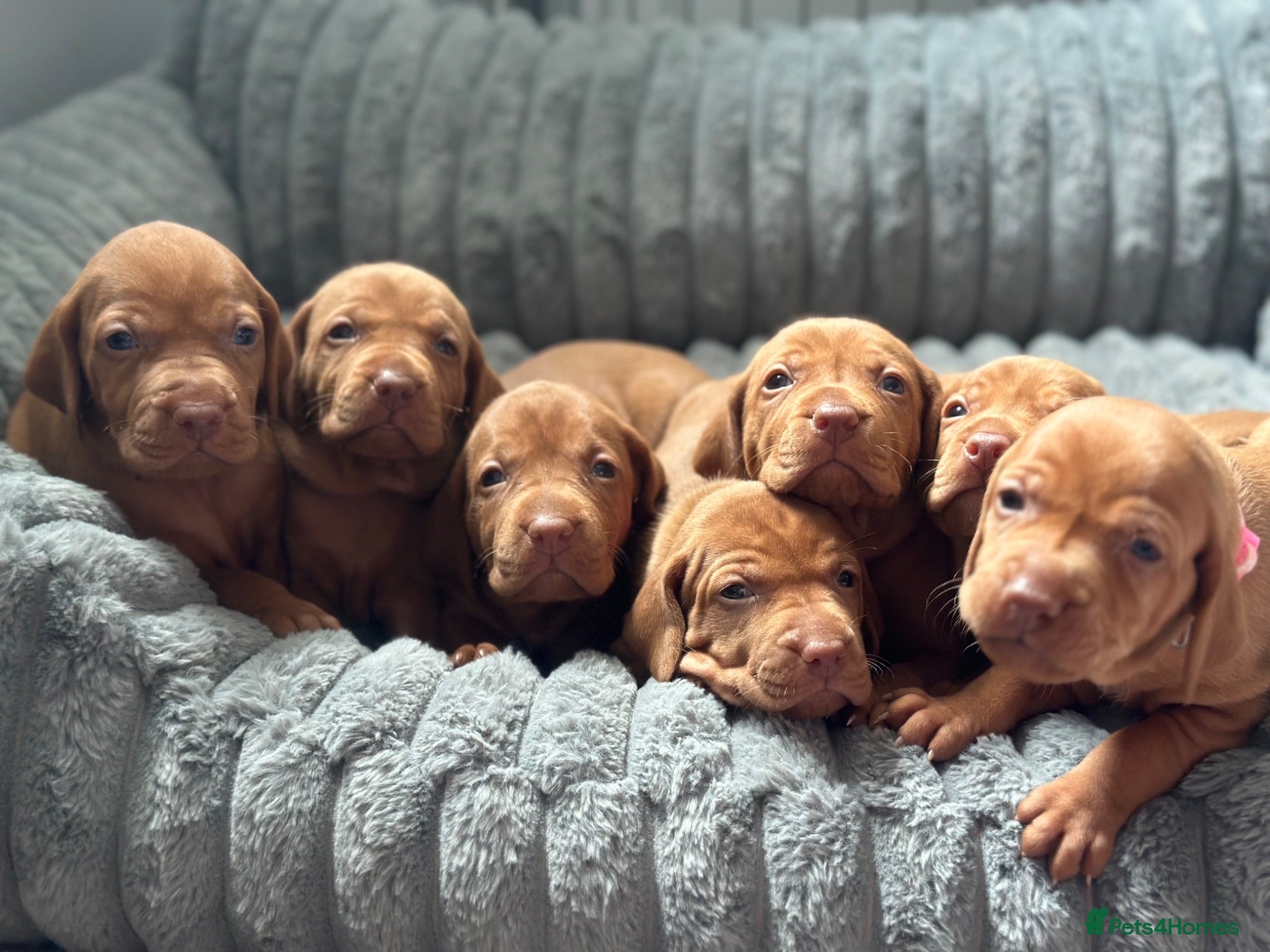 Hungarian Vizsla dogs Beautiful healthy KC registered Hungarian Vizslas  - Advert 4