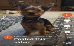 Yorkshire Terrier dogs for sale: Gorgeous yorkshire terrier puppies - Advert 2