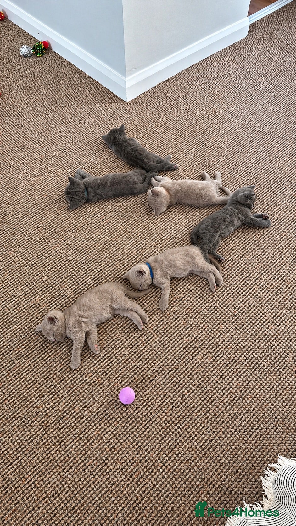 British Shorthair cats British Shorthair × Scottish Fold Mix Kittens - Advert 1