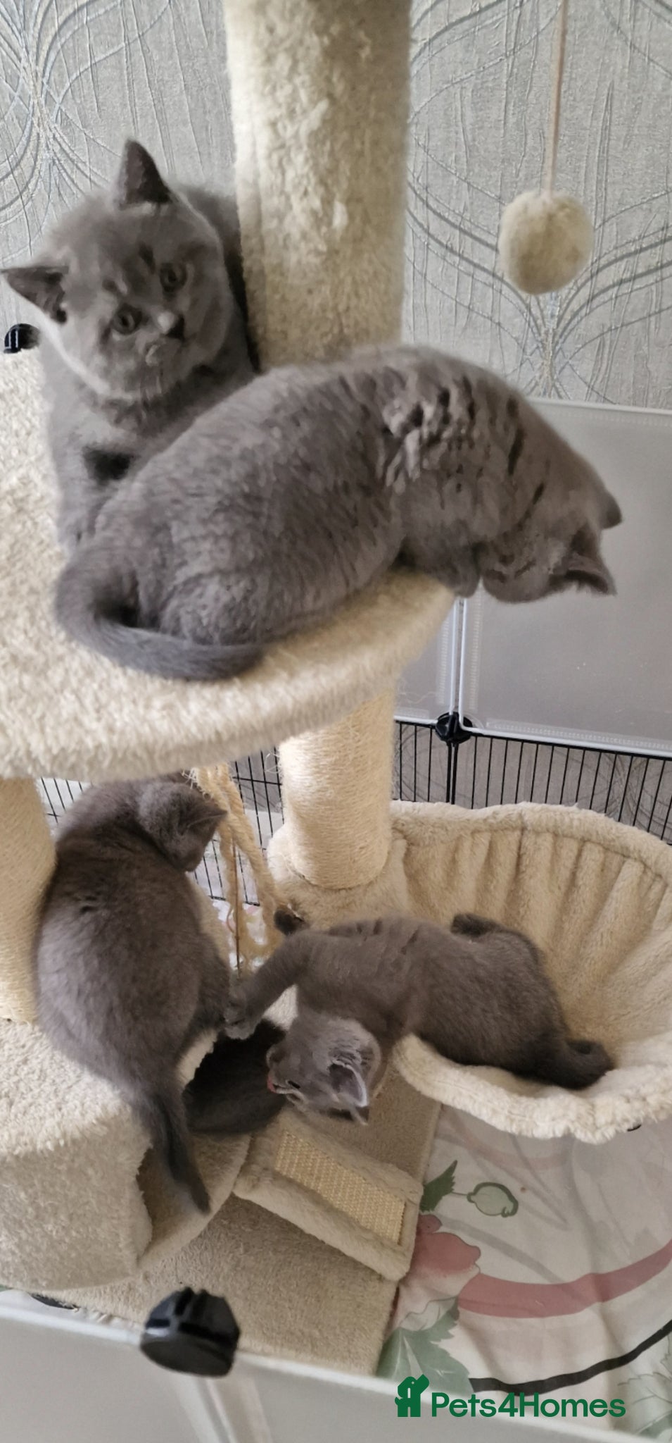 British Shorthair cats 4 blue Britishshorthair kittens Girls  for sale - Advert 15