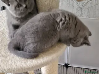 British Shorthair cats 4 blue Britishshorthair kittens Girls for sale - Advert 15
