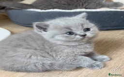 British Shorthair cats for sale: British shorthair kittens London(1 girl only) - Image 20