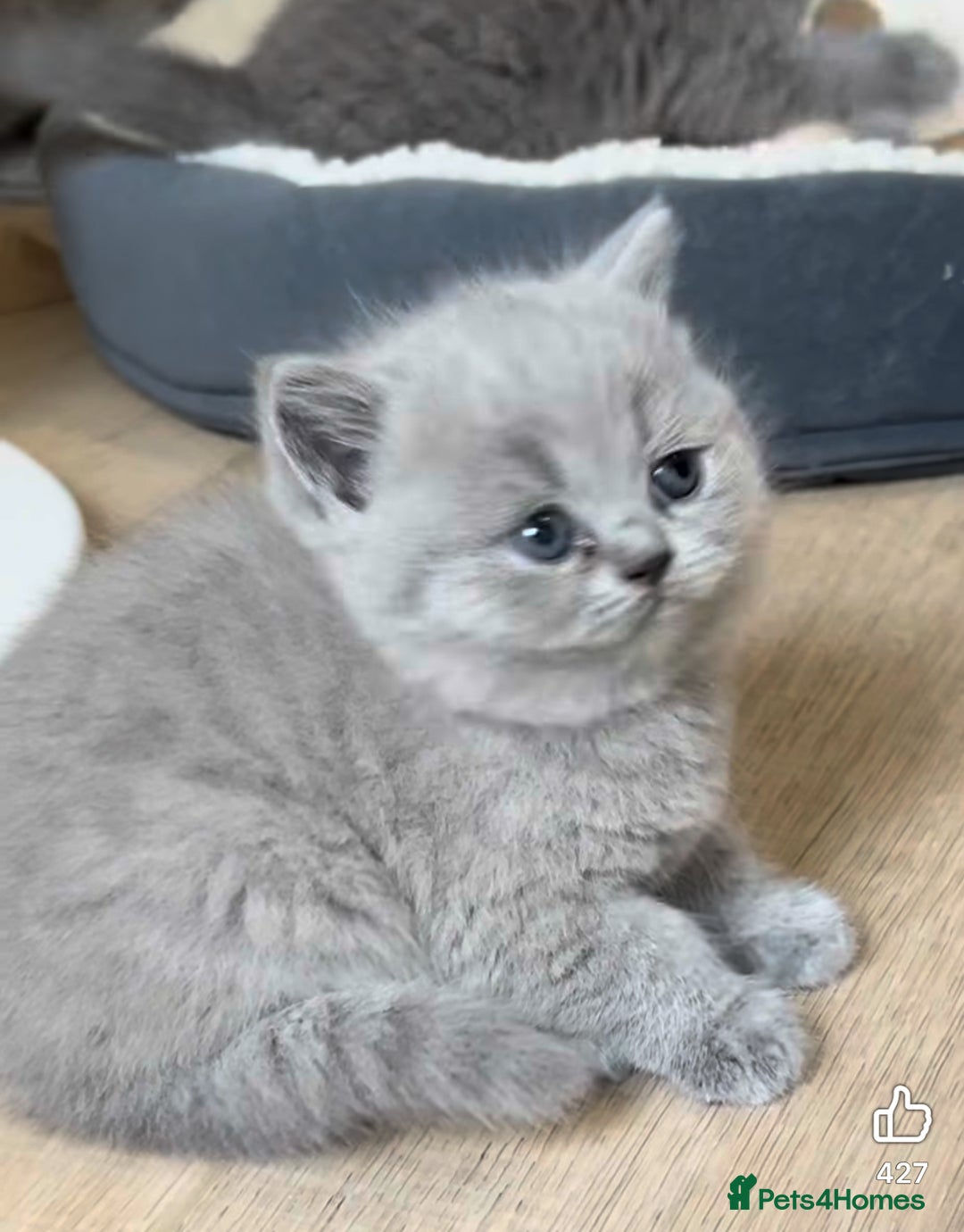 British Shorthair cats for sale: British shorthair kittens London(1 girl only) - Image 20