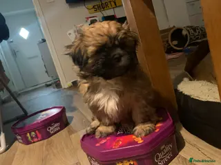 Shih Tzu dogs Shih Tzu puppies - pure! - Advert 3
