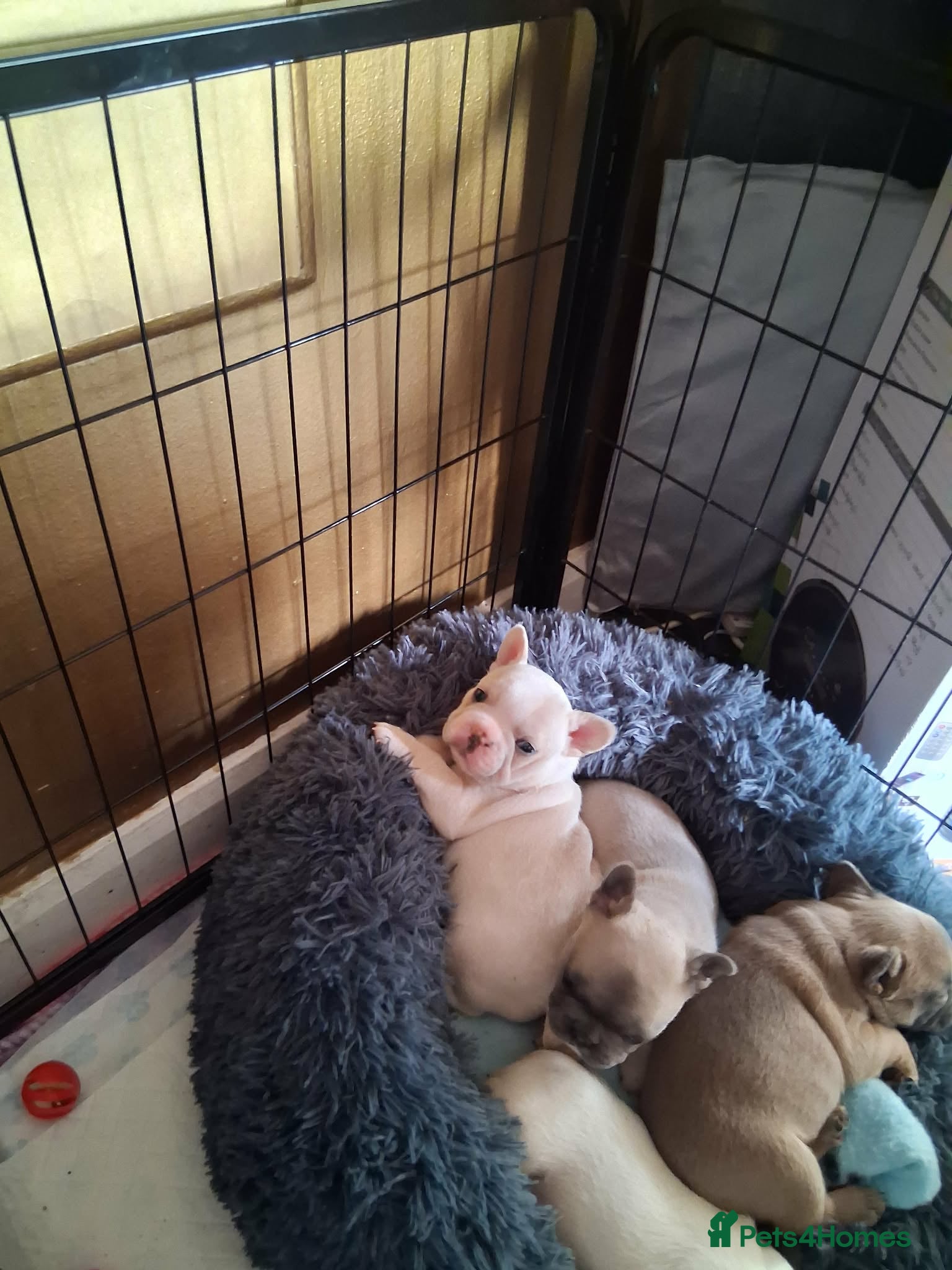 French Bulldog dogs Dollie the baby frenchie - Advert 1