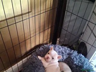 French Bulldog dogs Dollie the baby frenchie - Advert 1