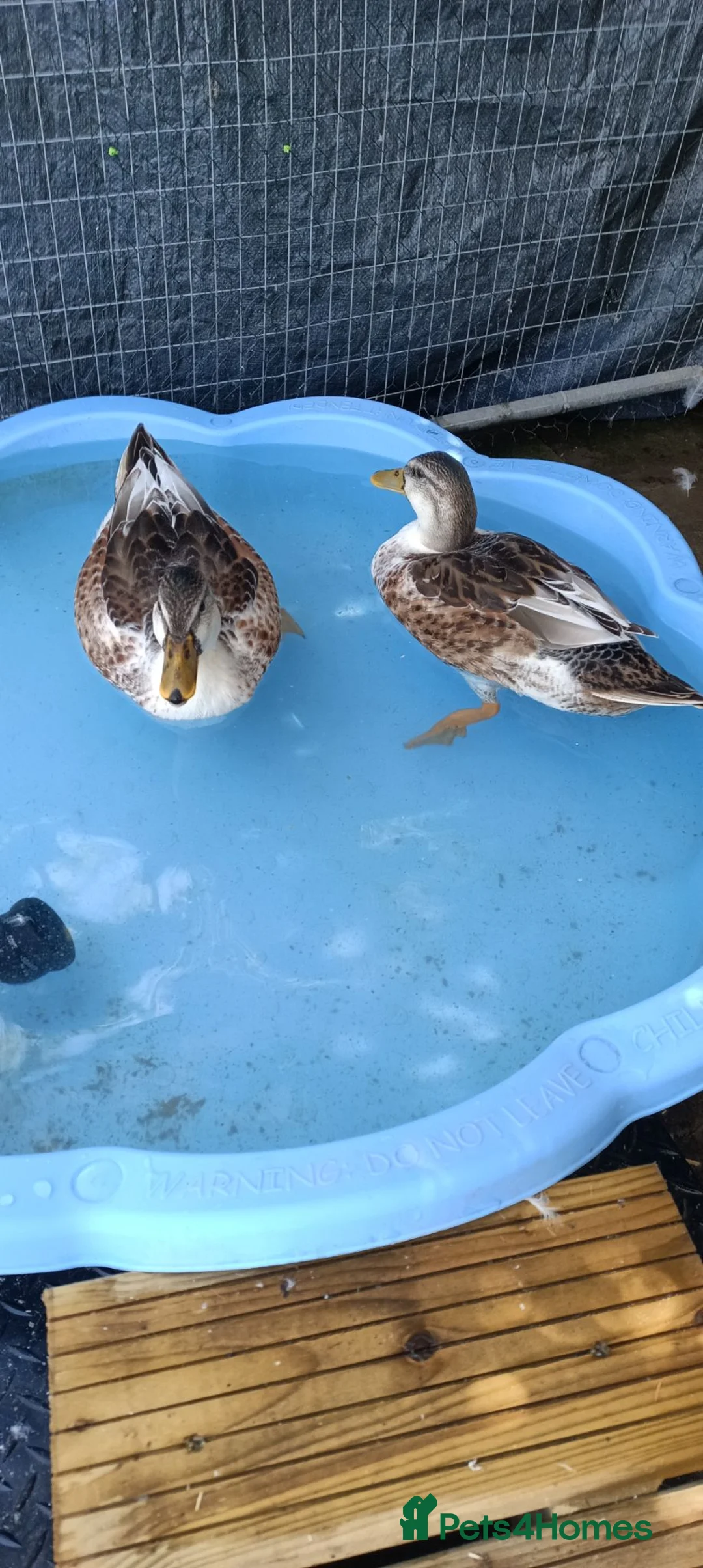 Ducks poultry for sale: Beautiful Miniature Appleyard Ducks  - Advert 2
