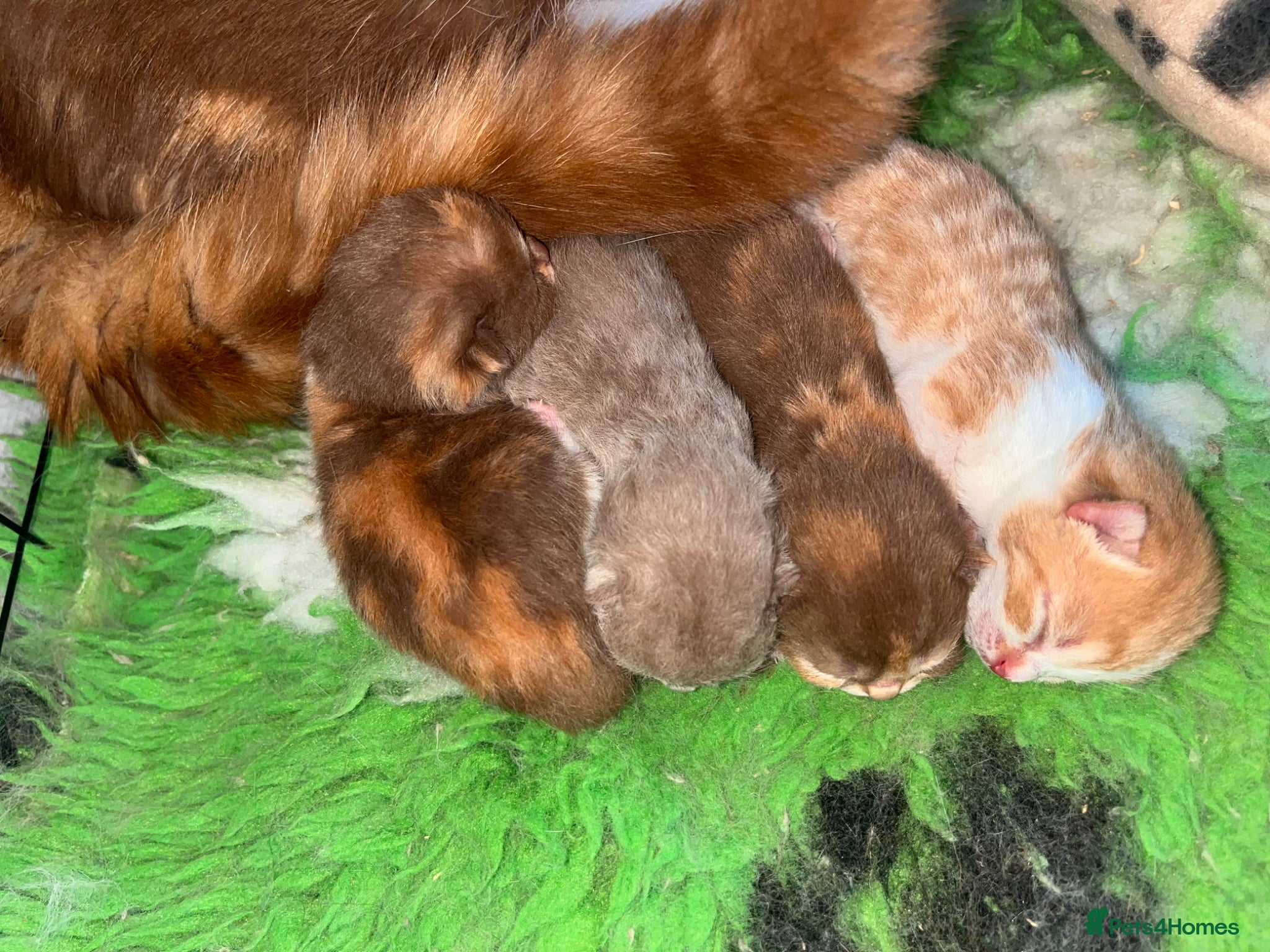 British Shorthair cats 🏆Gccf Cinnamon tortie Fawn Red bi colour 🏆 - Advert 17