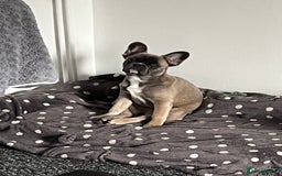 French Bulldog dogs for sale: French bulldog  - Image 27