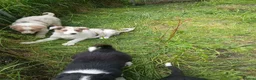 Border Collie dogs for sale: Border collie pups for sale in Bishop Auckland - Advert 13
