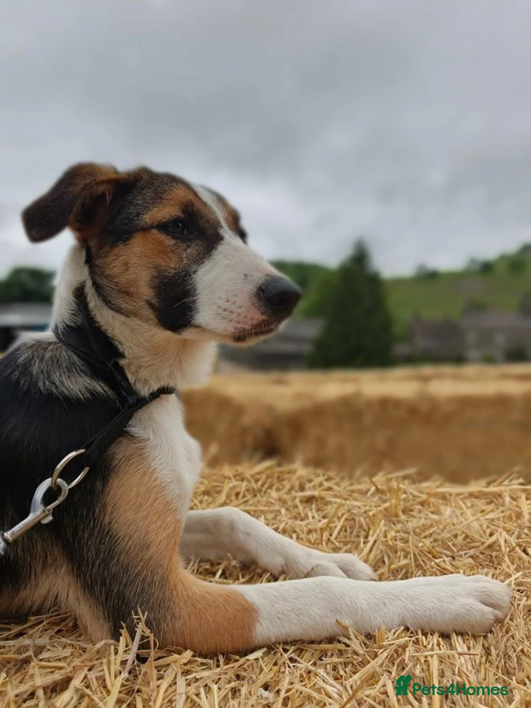 Border Collie dogs for sale: Tri Coloured Border Collie Pups - Advert 1