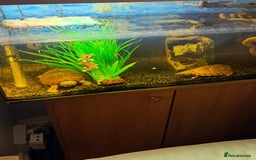 Turtle reptiles for sale: 2 Razorback Turtles - Image 3