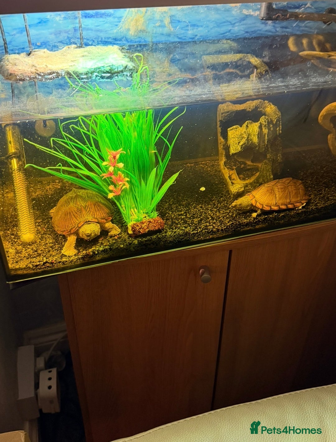 Turtle reptiles for sale: 2 Razorback Turtles - Image 3