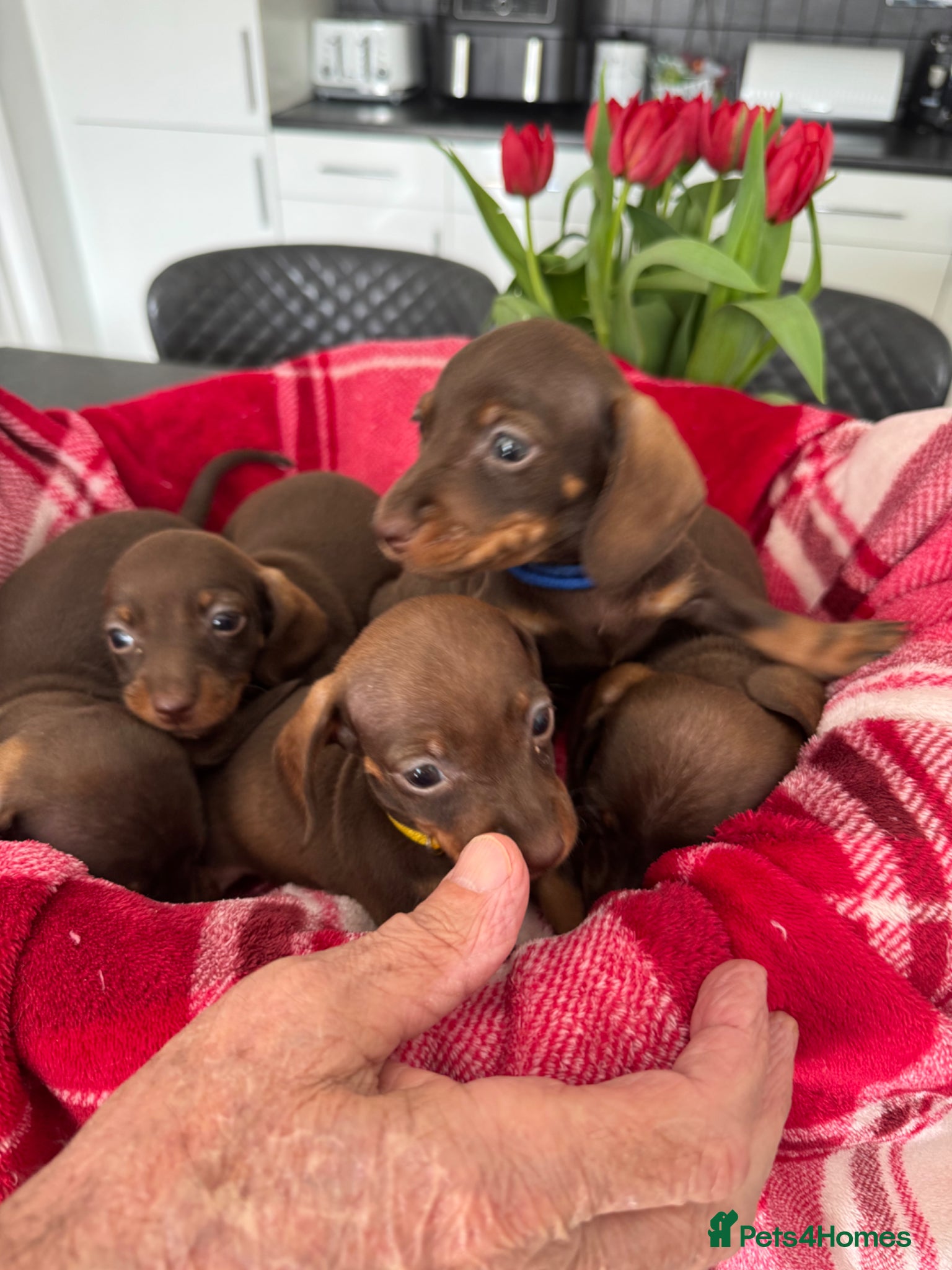 Miniature Dachshund dogs for sale: Miniature dachshunds  - Advert 2