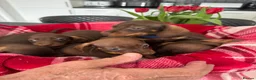 Miniature Dachshund dogs for sale: Miniature dachshunds  - Advert 1