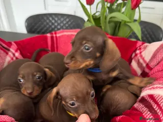 Miniature Dachshund dogs for sale: Miniature dachshunds - Advert 2