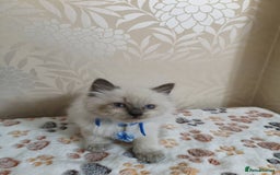 Ragdoll cats for sale: 8 beautiful Ragdoll cats - Image 14