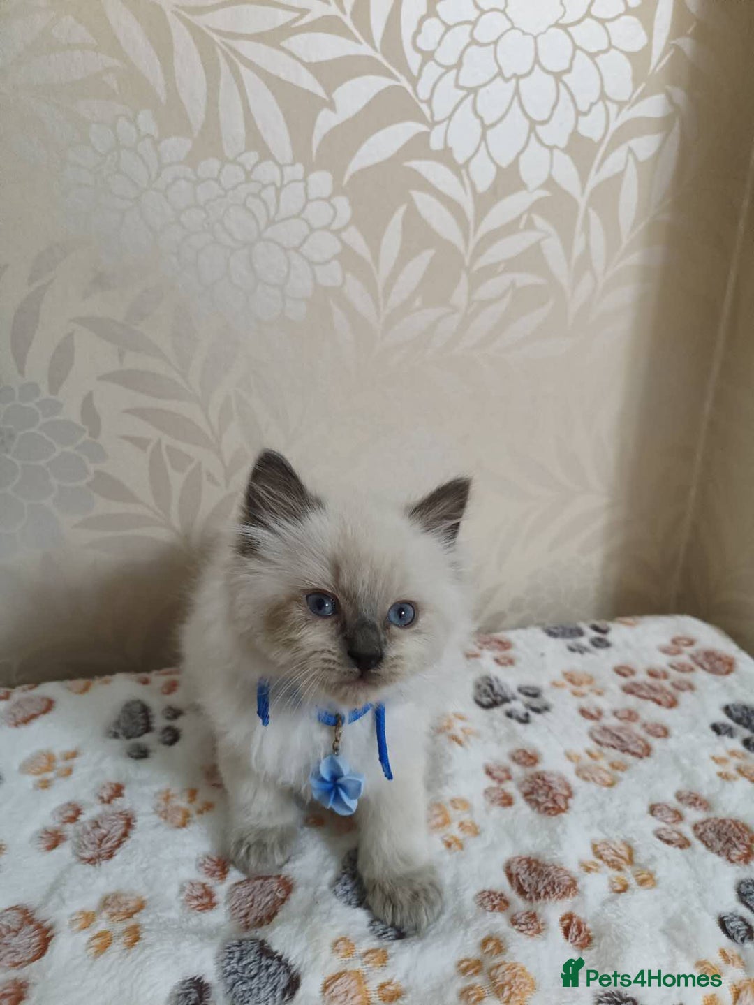 Ragdoll cats for sale: 8 beautiful Ragdoll cats - Image 14