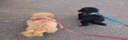 Maltipoo dogs for sale: Beautiful maltipoo puppies - Advert 8