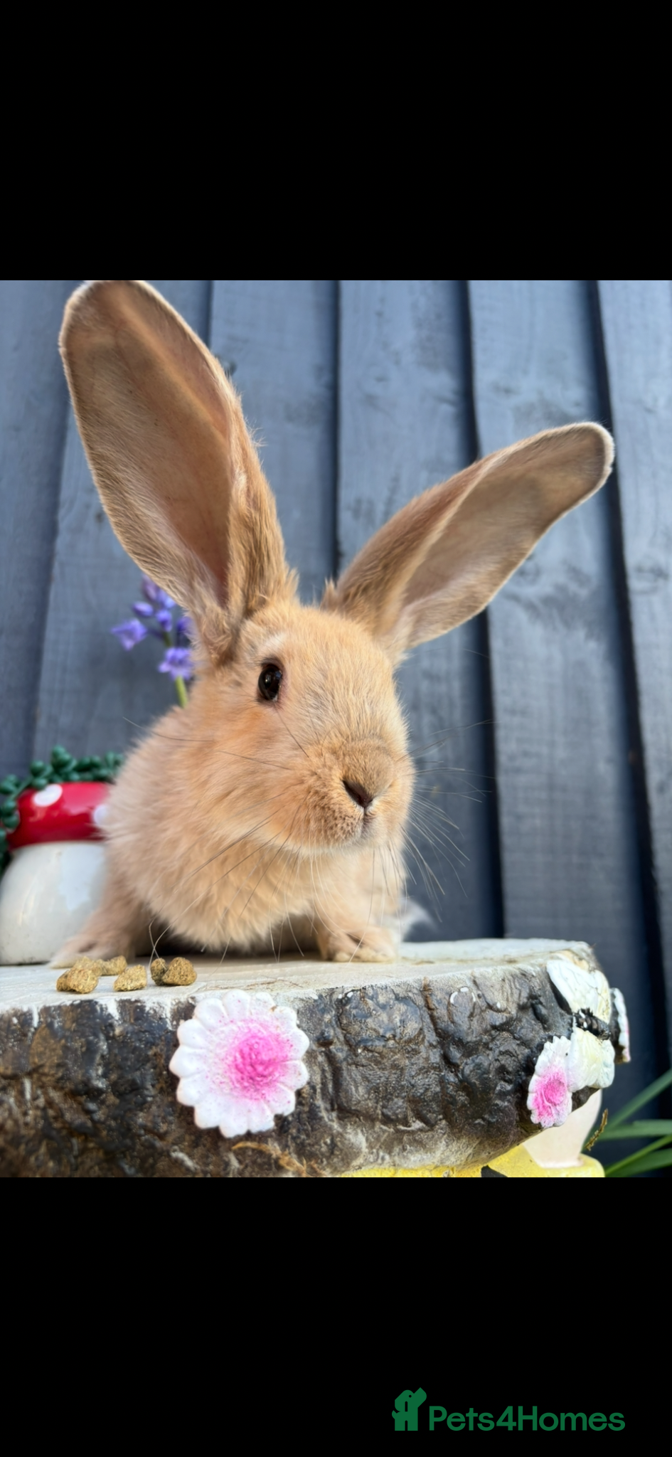 Continental Giant rabbits Lovely continental Giants baby rabbits  - Advert 1