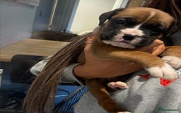 Boxer dogs for sale: Gorgeous Kc Boxer Puppies - Image 10