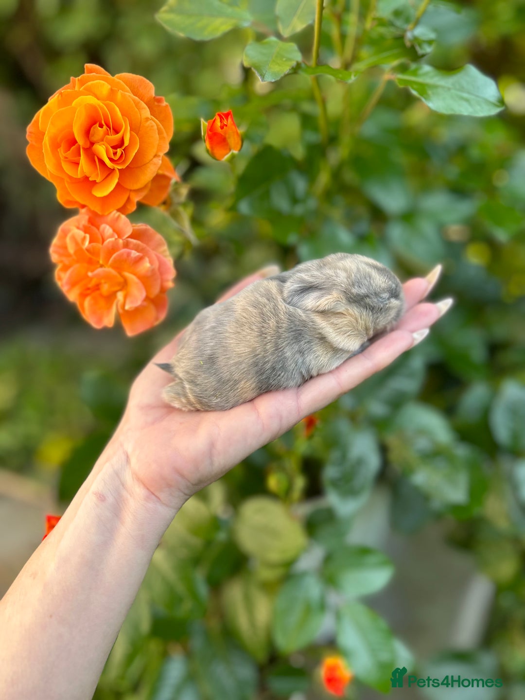 Mini Lop rabbits for sale: ⭐ PEDIGREE MINI LOP BABY BUNNIES ⭐  - Image 11