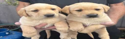 Labrador Retriever dogs for sale: Beautiful healthy Labrador puppies  in Leicester - Advert 4