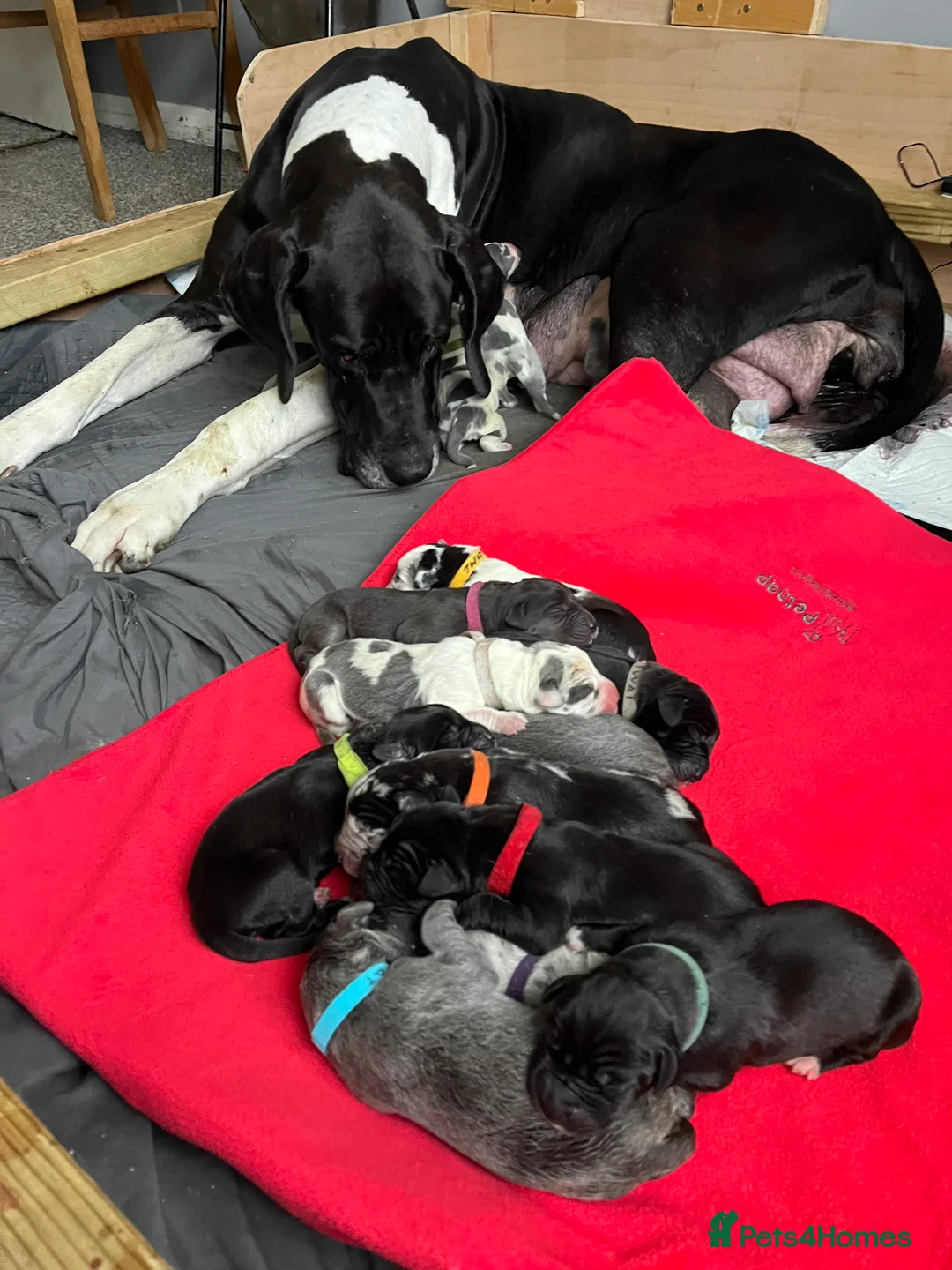 Great Dane dogs for sale: Kc reg Great Dane pups - Advert 3