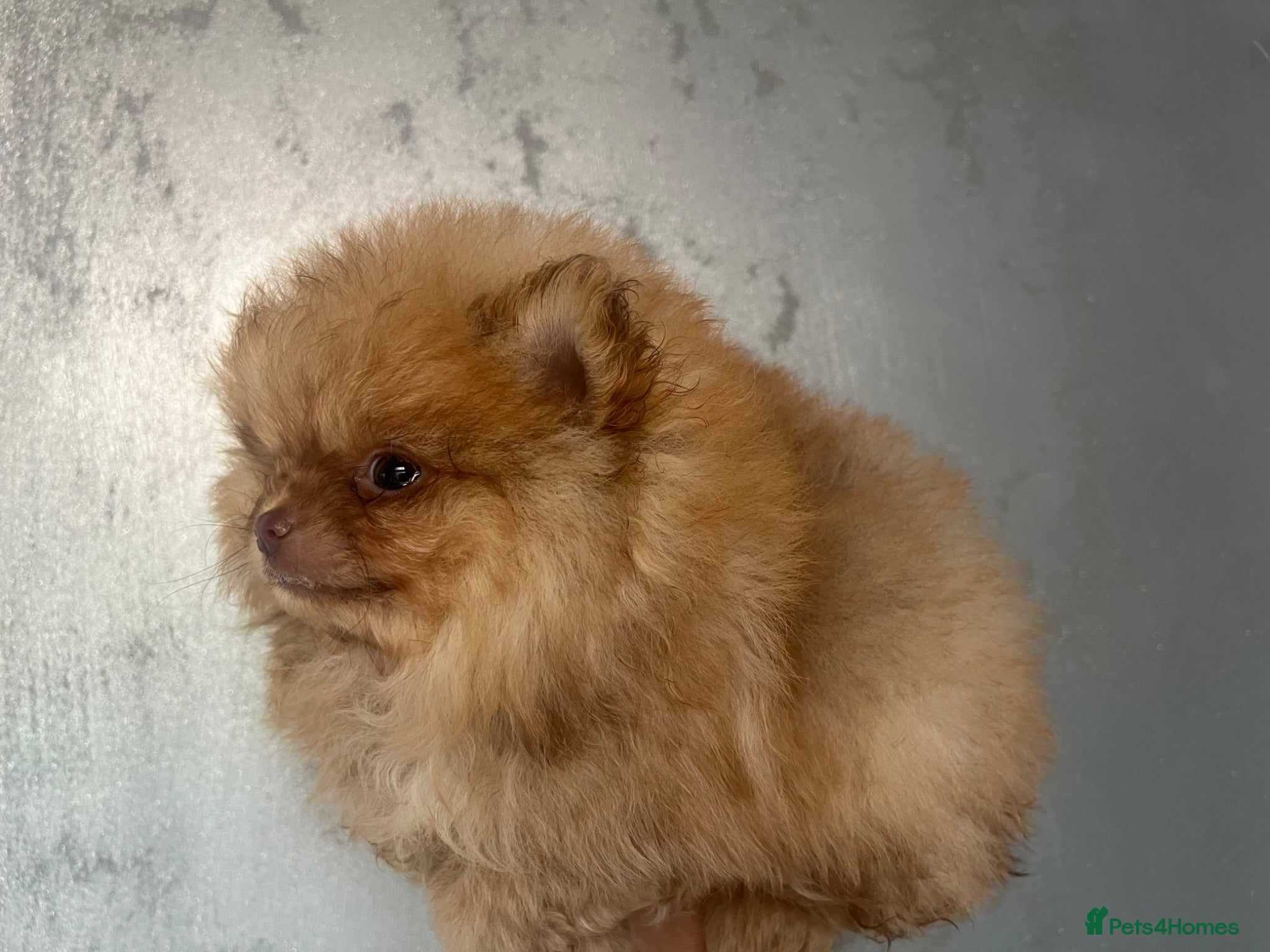 Pomeranian dogs Pomeranian babies ready now!!! - Advert 16
