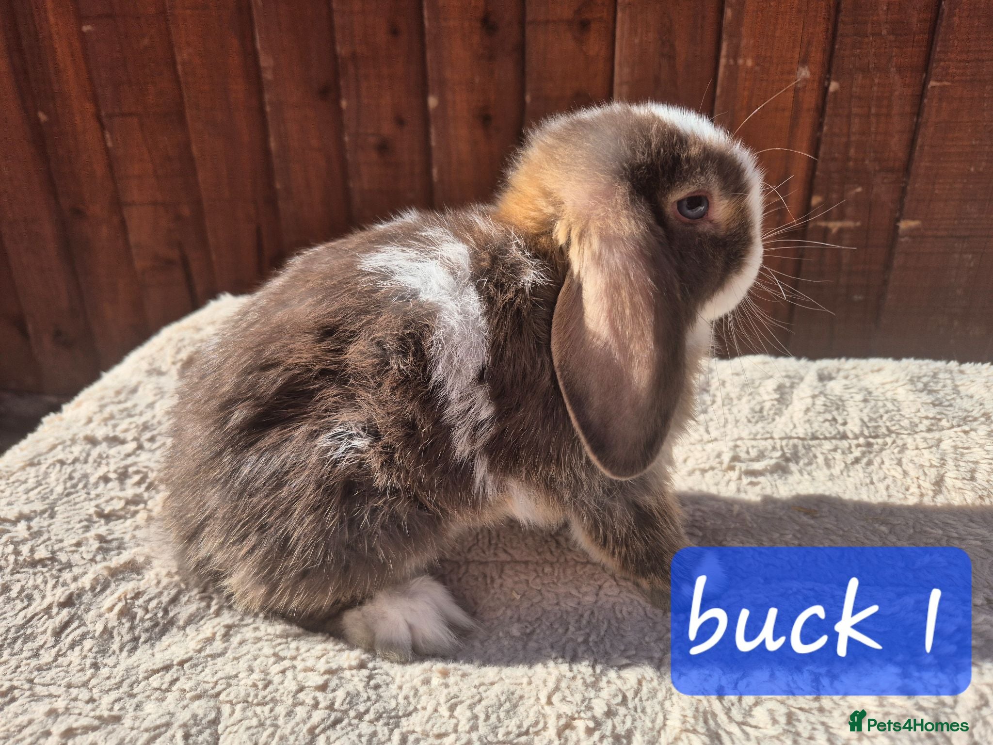 Mini Lop rabbits Gorgeous mini lops ready next week  - Advert 1