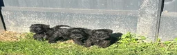 Miniature Schnauzer dogs for sale: Adorable KC registered Miniature Schnauzer Pupps - Advert 2