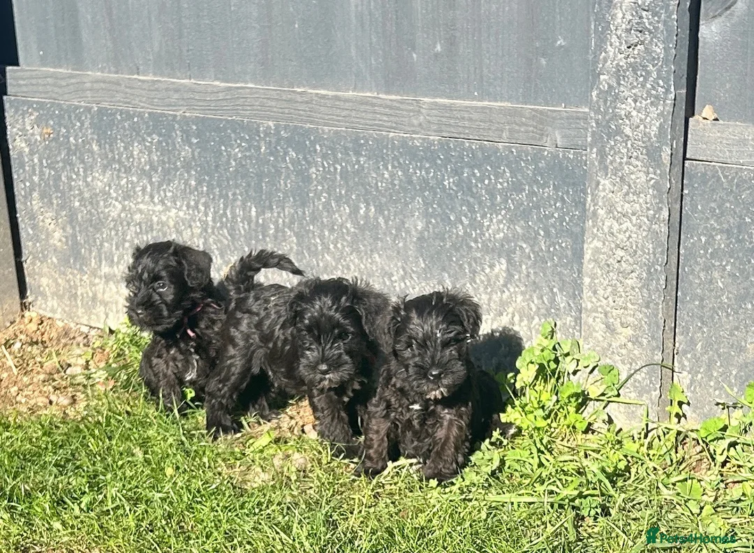 Miniature Schnauzer dogs for sale: Adorable KC registered Miniature Schnauzer Pupps - Advert 2