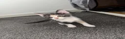 Mixed Breed cats for sale: Kittens very unusual  - Advert 19