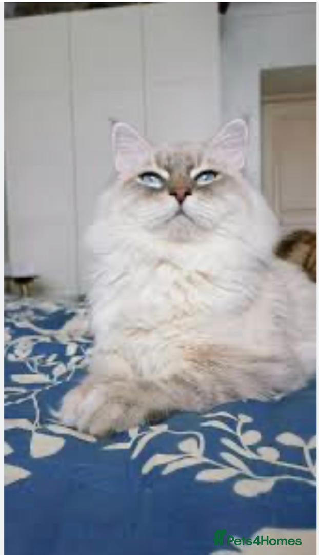 Siberian cats Pure Siberian kittens for sale - Advert 2