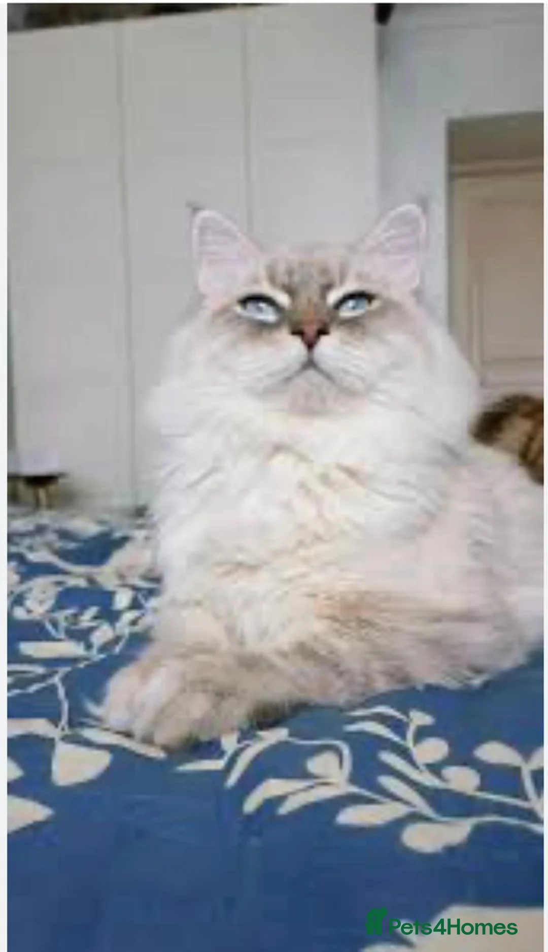 Siberian cats for sale: Pure Siberian kittens for sale - Advert 2